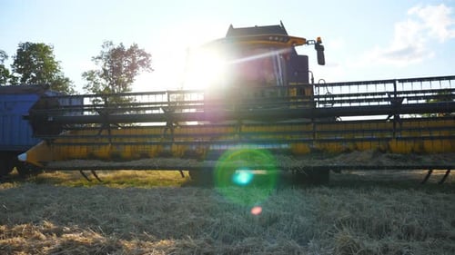Modern Grain Harvester Driving on Farm at Sunny Day Combine Riding to Gather Crop of Wheat Scenic