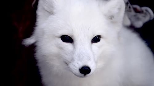 Beautiful Arctic Fox Plays in Snow at National Park Reserve in Russia During Winter Morning