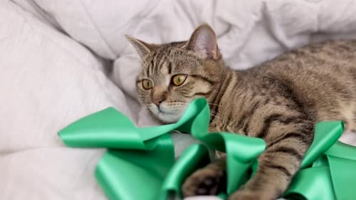 tabby cat sleeping on bed bedroom on blanket and green color lace ribbon 4 k.love care domestic pet