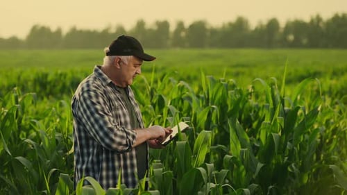 Farming And Agriculture Old Farmer Checking Young Corn Plants On Agricultural Field In Summer