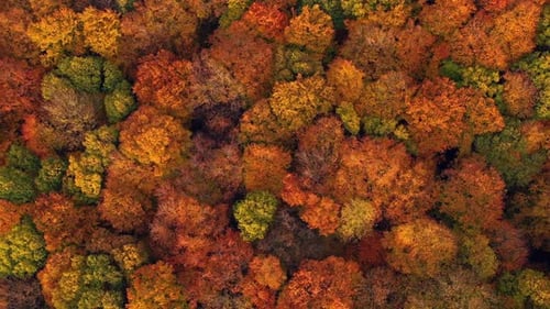 Autumn forest