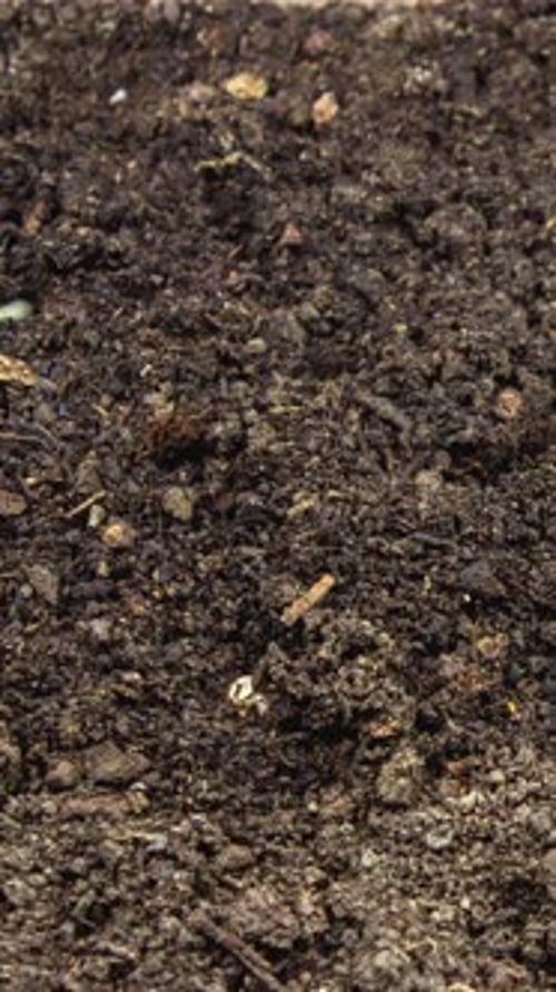 4K - Vertical Growing Plant Chickpeas