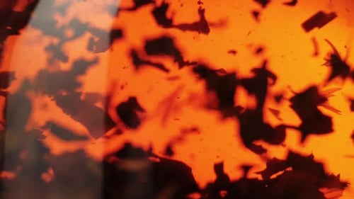 Tea ceremony. Black tea leaves float and spin in a transparent teapot. Close up. Slow motion