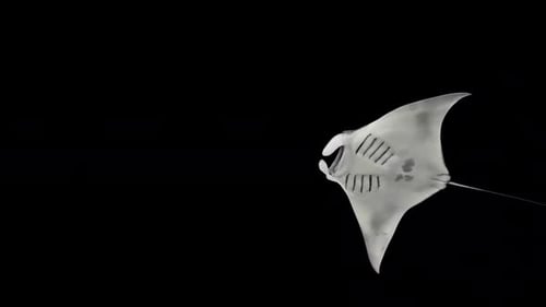 Realistic Manta Ray Swimming Animation