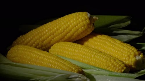 Boiled corn close-up rotating. Many ripe hot corn in the cob are spin around