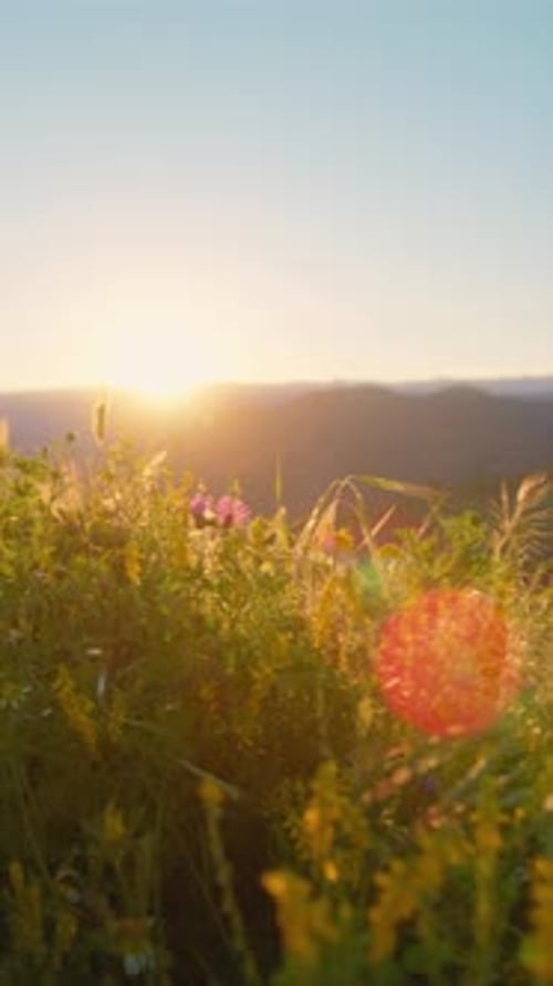 Sicilian Meadow at Sunset with Flowers and Plants on a Hill in Sicily