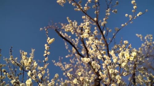 Hübsche weiße Sakura-Blüten auf braunen Ästen in Japan unter strahlend blauem Himmel - Nahaufnahme