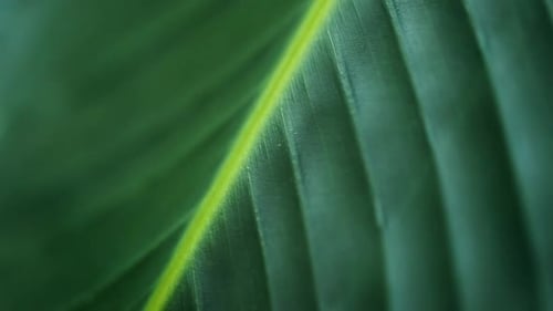 Extreme close up of a healthy green leaf.