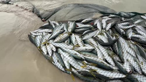 Peixe