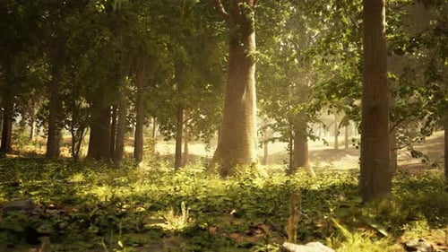 A Lush Green Forest with Towering Trees