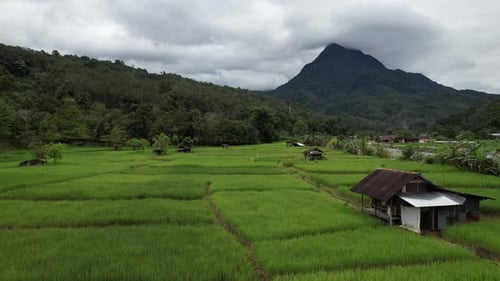 Aerial drone of a paddy field in Kota Belud Sabah Malaysia track in shot