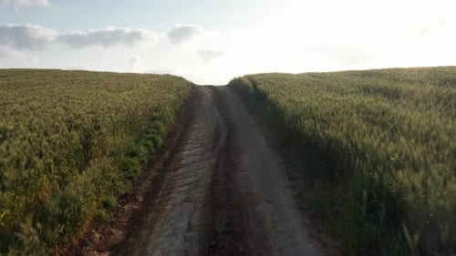 Aerial view over Dirt road between wheat field