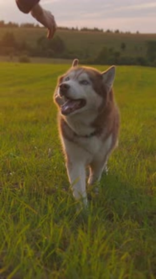 A Happy Dog Joyfully Running Through a Lush Green Field During the Beautiful Sunset