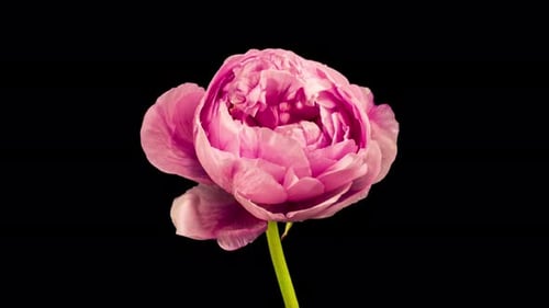 Blooming Pink Peony Flower Time-Lapse