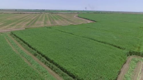 Aerial View tilt down of a Cornfield