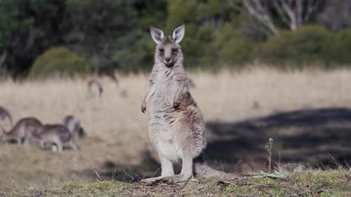 Wallaby steht bei sonnigem Wetter auf dem Feld. Mittlere Brennweite