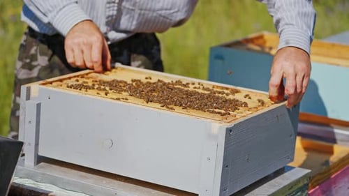 Der
Imker hält den Rahmen mit den Bienen ordentlich fest. Der Mann überprüft den Honig in den Kämmen.