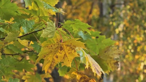 Windiger Morgen mit Herbstblättern, die sich im Sonnenlicht wiegen - 4K.
