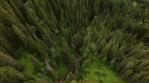 Aerial View of Green Summer Forest with Spruce and Pine Trees