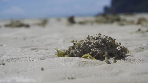 Close up shot of seaweed on a sandy beach in Phi Phi Island