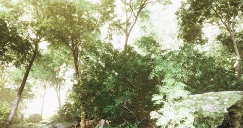 Lush Green Forest with Sunlit Trees and Rocks Near a Peaceful Water Source