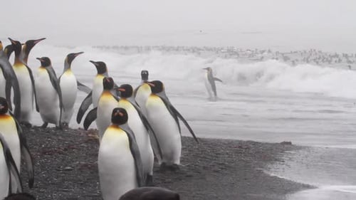 Penguin Colony on Misty Beach Day