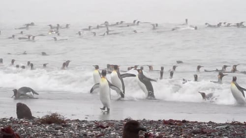 KIng penguins in stormy ocean