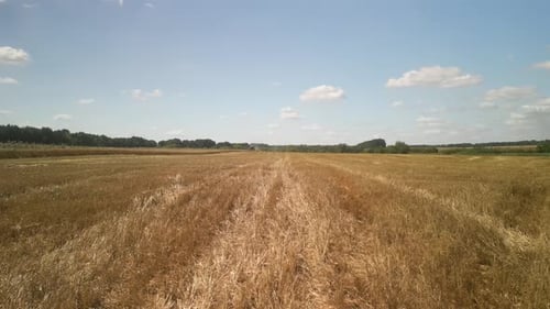 Wheat field aerial view in Ukraine