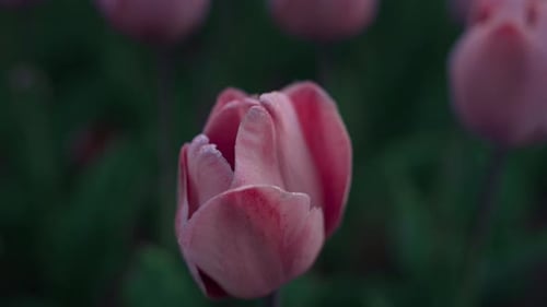 Macro shot of tender pink tulip opening petals in blooming garden at sunrise