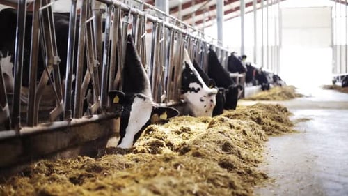 Cattle Herd Eating Hay in Agricultural Barn