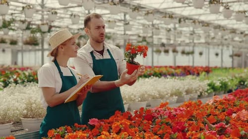 Garden Workers Examine the Flower in Pot in a Row