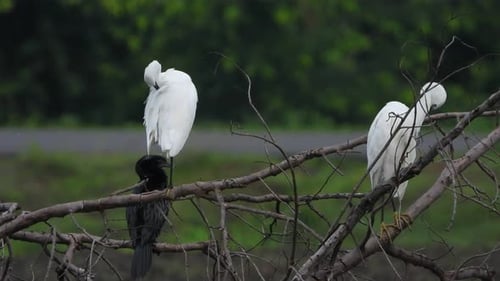 little egrets chilling with cormorant UHD Mp4 4k .