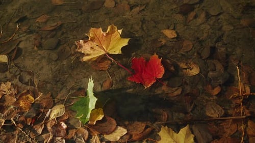 Im Fluss gefallene Ahornblätter, Nahaufnahme, Makro/Herbststimmung, Jahreszeiten, wechselnde Natur