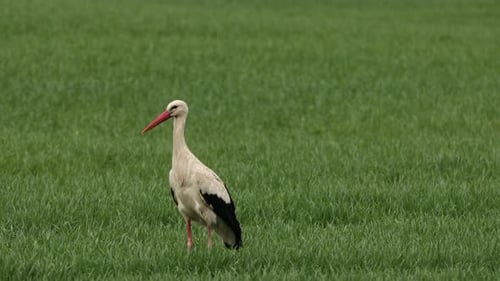 Schöner Weißstorch, der auf der grünen Wiese weidet