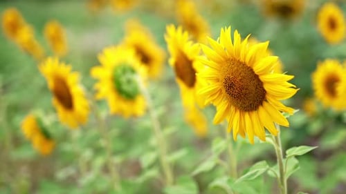 De magnifiques tournesols en fleurs se balançant dans le vent. Champ agricole fleuri en saison estivale.