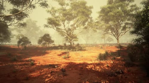 Misty Outback Landscape with Eucalyptus Trees