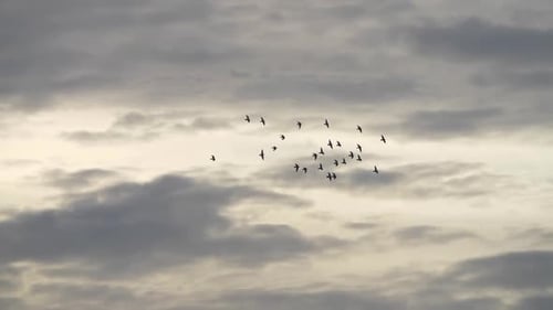 Flock of Birds Flying in Cloudy Sky