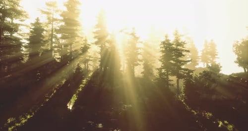 Sunlight Filtering Through Tall Trees in a Serene Forest at Dawn
