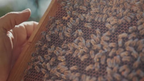 Close-up of a honeycomb tray with honey bees. Bees in the apiary, creating honey.