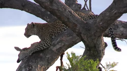 Female Leopard With Prey on Tree Branch. Wild African Predator and Prey - Close Up