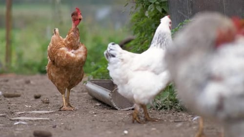 Chickens Roaming Freely on a Rural Farm