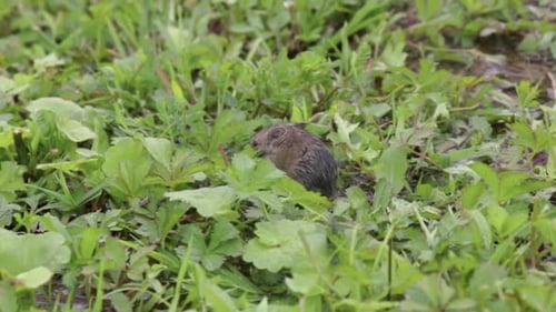 Kleines Wildmausbaby, das im grünen Gras läuft.