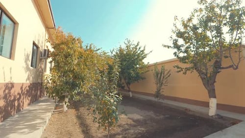 Tranquil Courtyard Garden with Trees and Sunlight