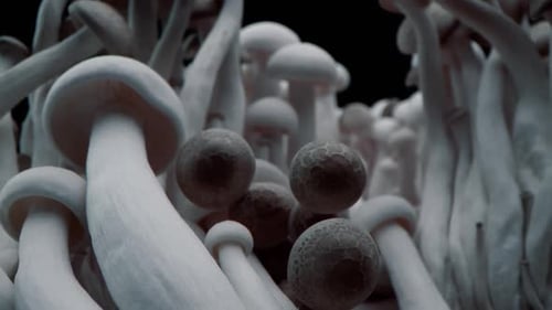 Macro Shot of Champignons Stand in a Row of Mushrooms