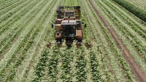 Corn picker harvesting a large filed, Aerial follow footage.