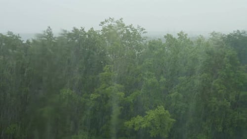 Heavy Rain in Summer View From the Window of the Forest and a Heavy Downpour