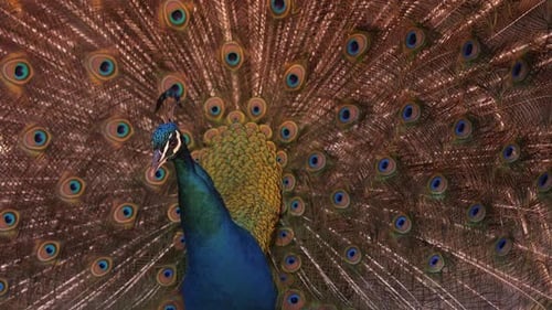 Close Up Of A Peacock Showing Its Colorful Feathered Tail.