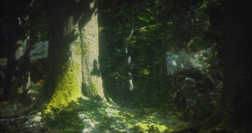 Light Filtering Through Trees Creates a Serene Atmosphere in a Forest