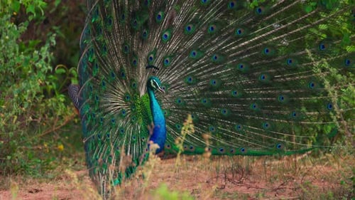 Peacock Displaying Feathers in a Nature Scene