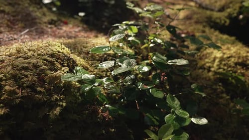 Wachsende Wildpflanzen in den Bergen des Regenwaldes. Nahaufnahme